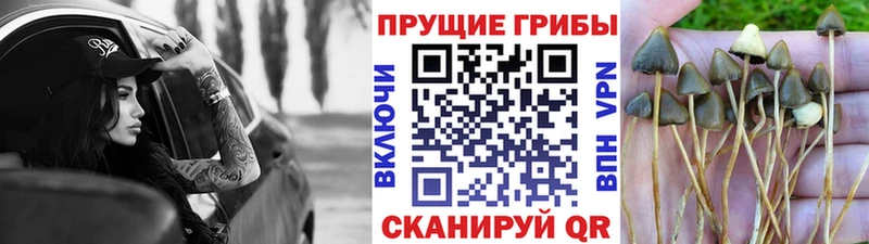 Псилоцибиновые грибы Psilocybe Питкяранта